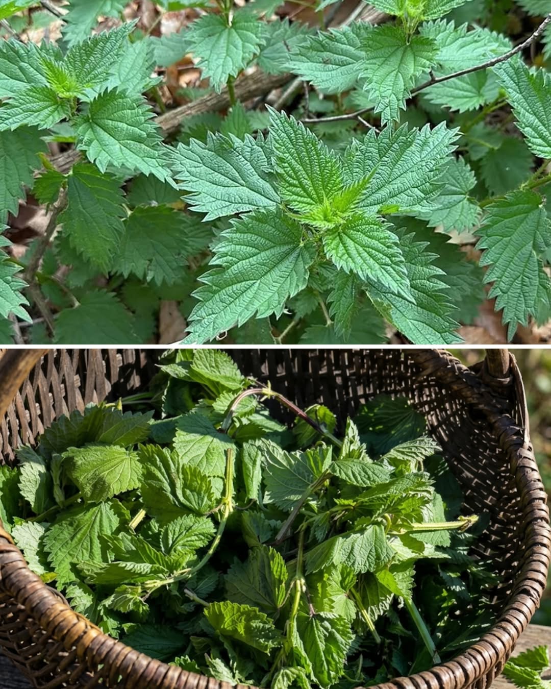 Visi izrauj šo augu, sajaucot to ar nezāli: lūk, visas tā priekšrocības.