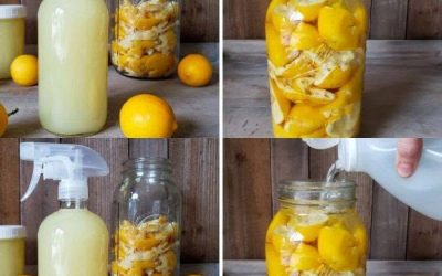Citrusaugļu mizas: ielieciet tās stikla burkā, un jums tās vairs nekad nebūs jāizmet, gluži kā vienmēr darīja mana vecmāmiņa!